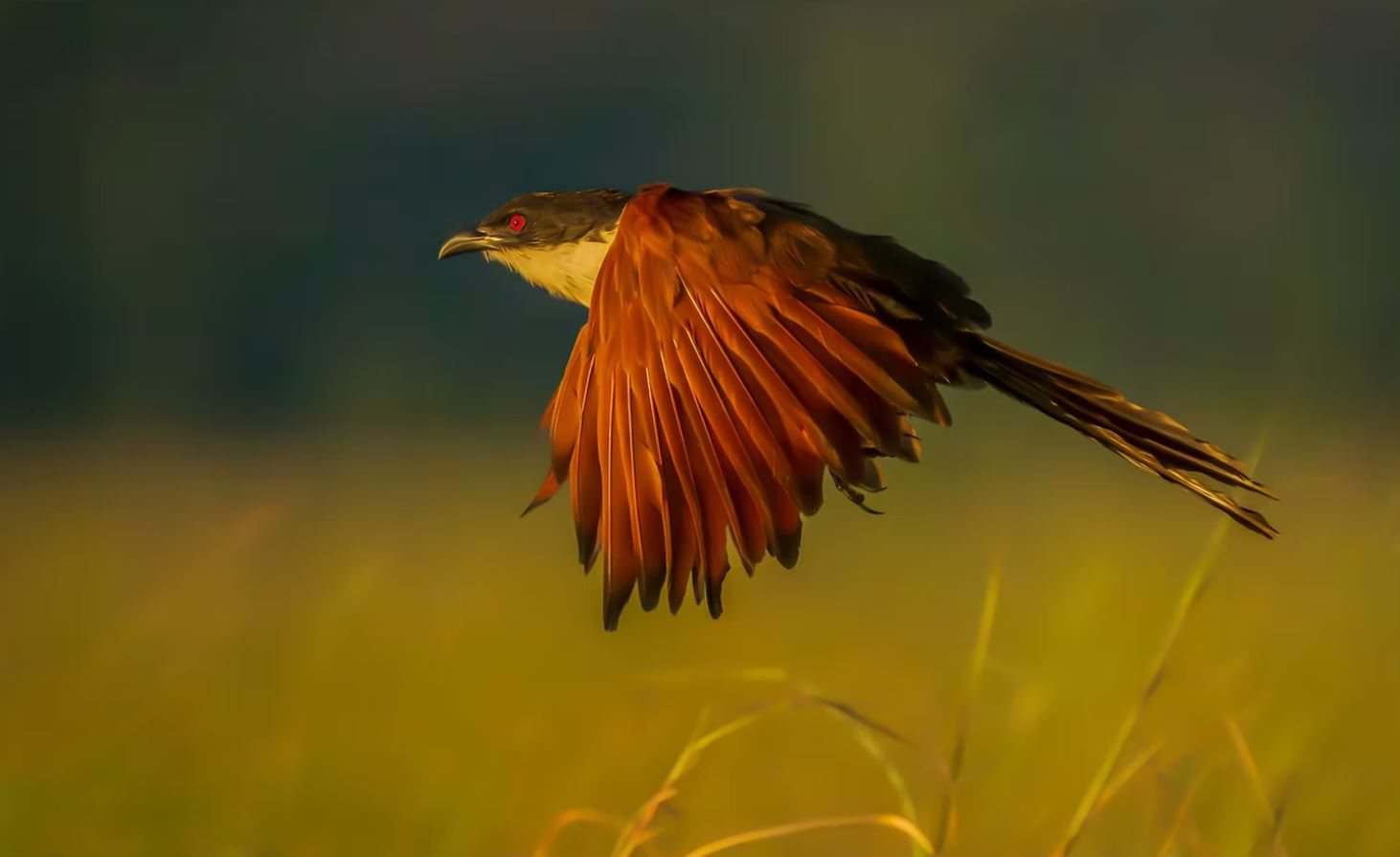 Coppery-tailed Coucal