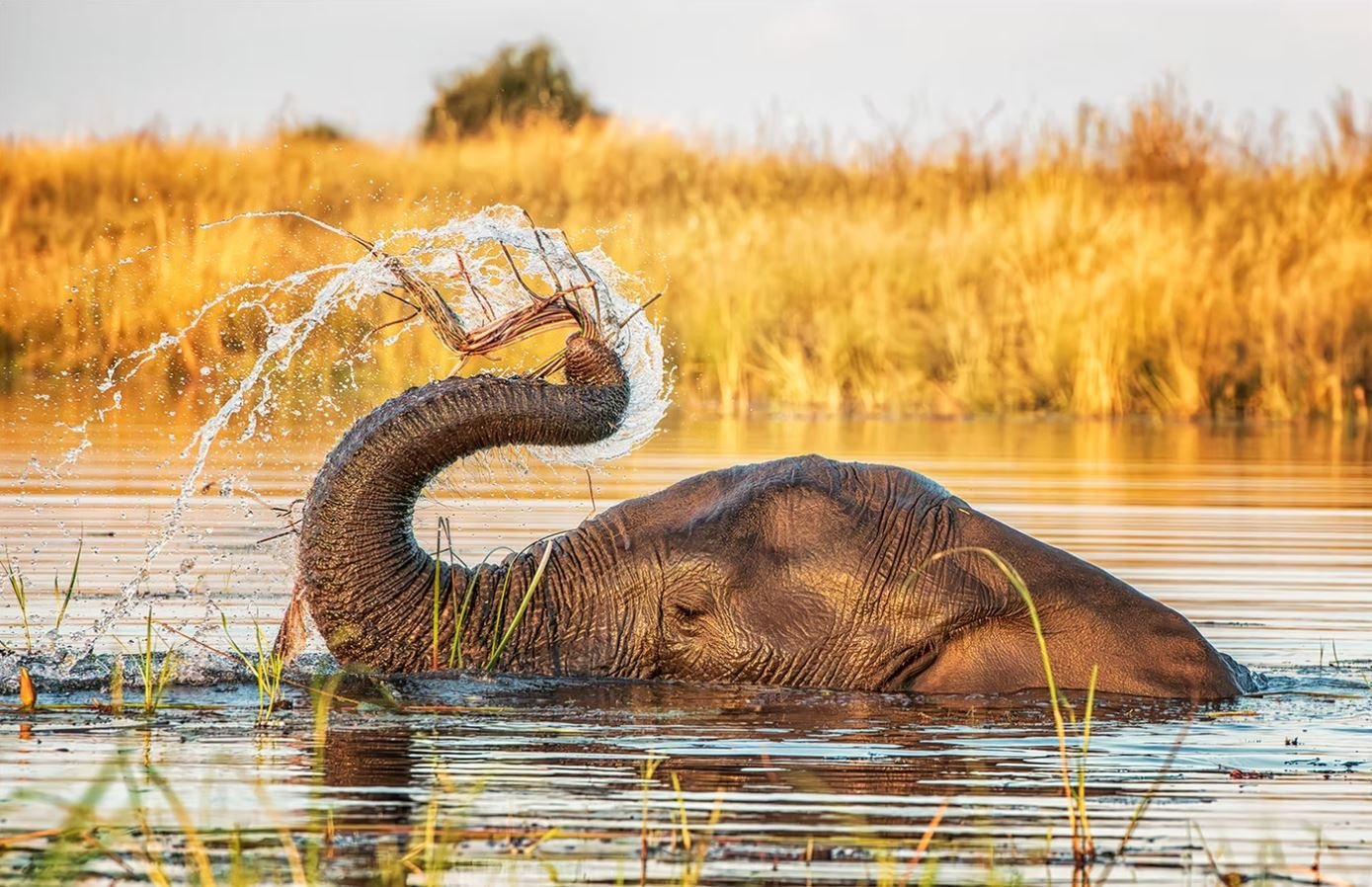 Elephant in Water