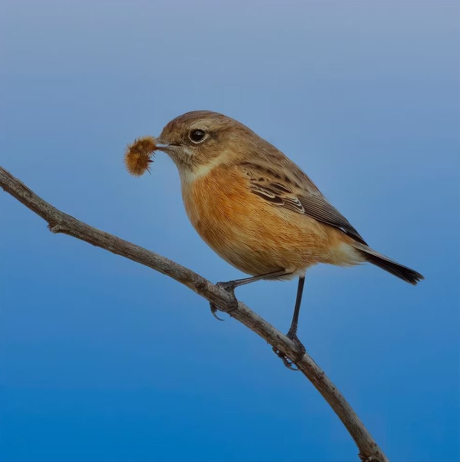 European Stonechat