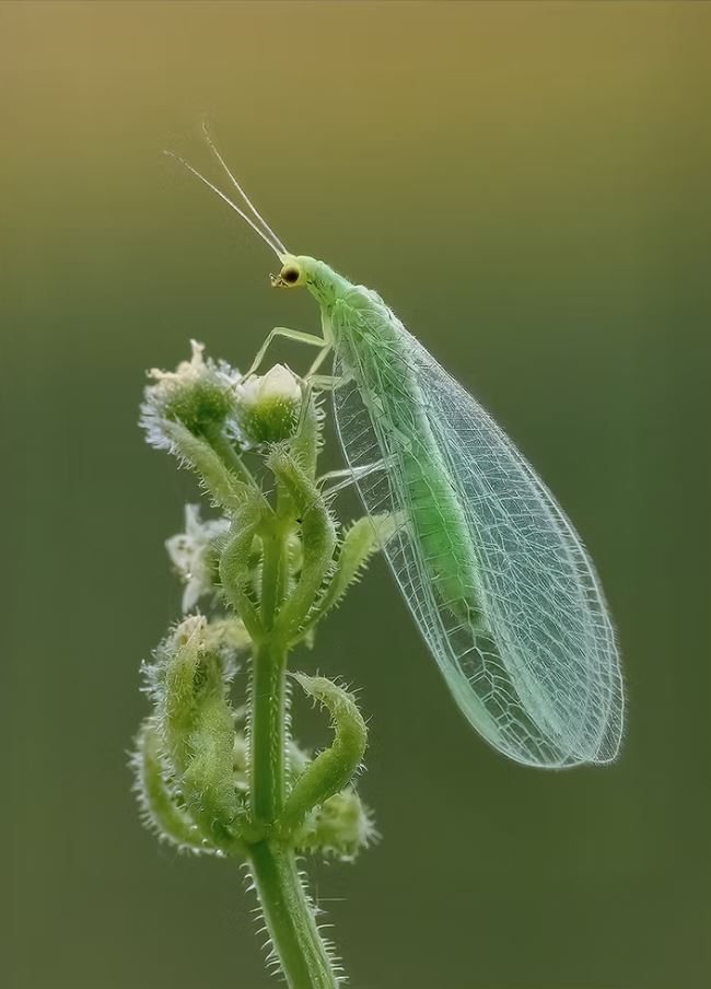 Green Lacewing