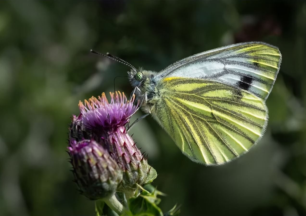 Green Veined White