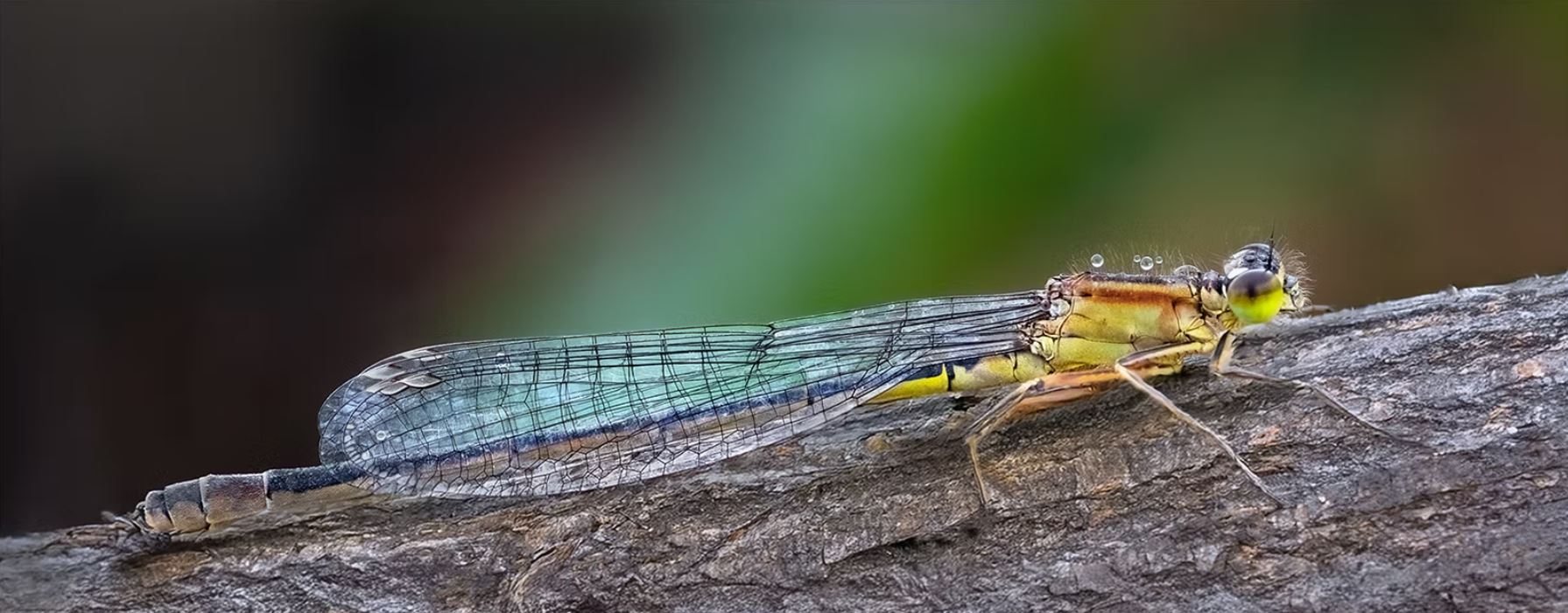Large Black Tail