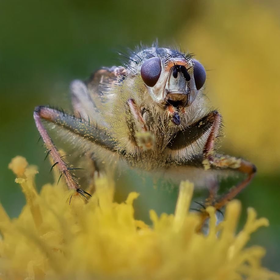Pollen Collector