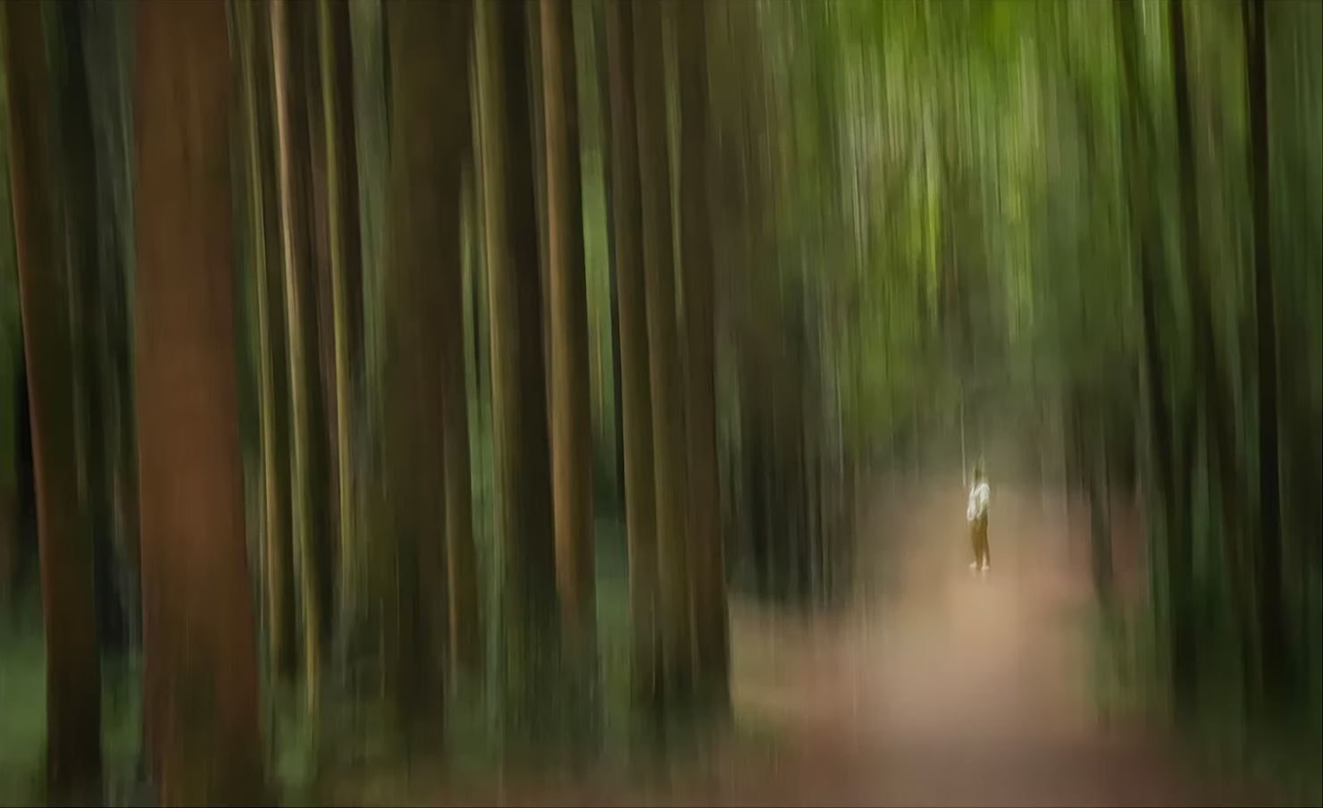 Where The Forest Pauses