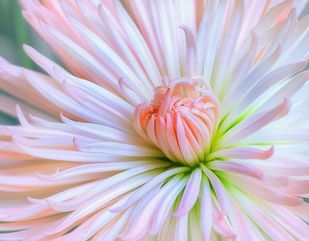 Dahlia by John Lawell