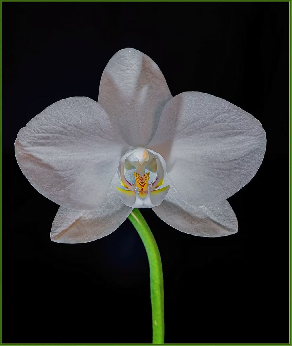 Grand Desert Orchid by Pat McKeefry