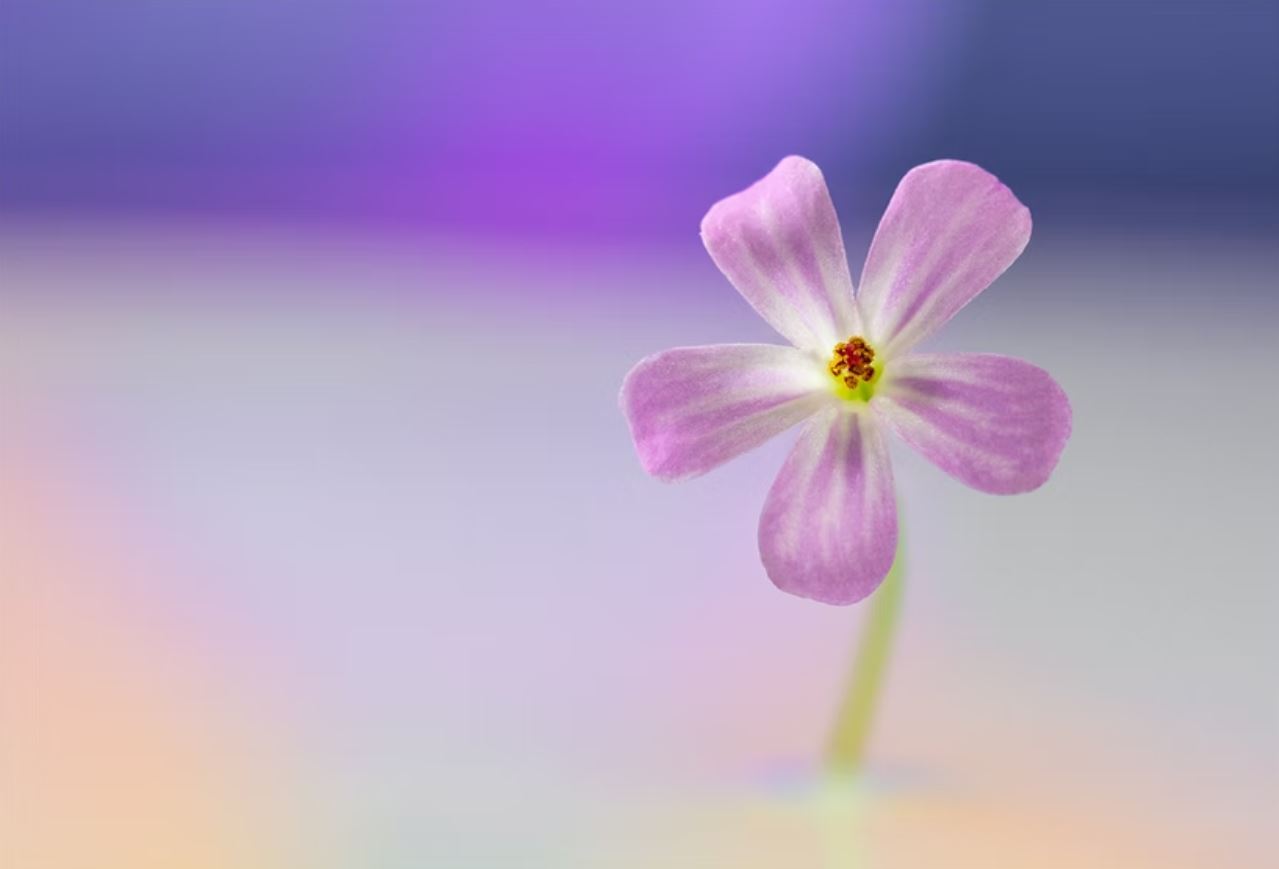 Little Pink Flower by Michael McCafferty