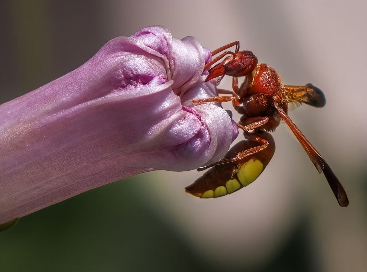 Oriental Hornet by Stephen McWilliams