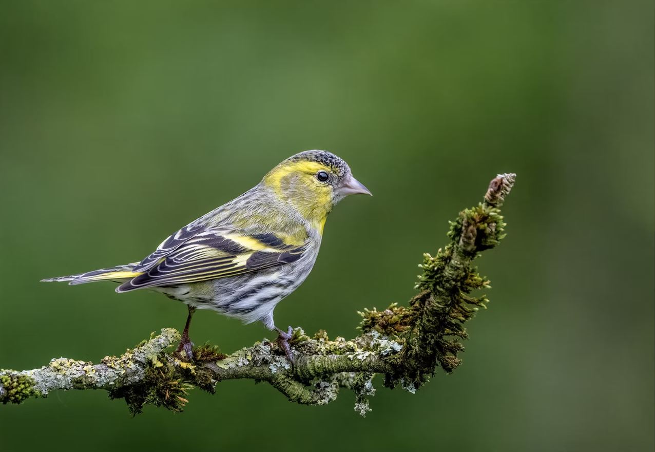 Siskin by Pat McKeefry